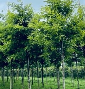 styphnolobium japonicum regent_BOR-10