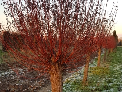 Salix fragilis 'Britzensis' knotted