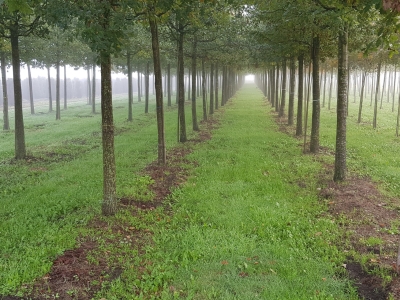 Quercus robur Ho