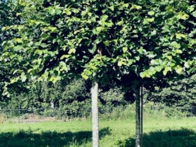 Tilia europaea 'Pallida' Lei 30- 40