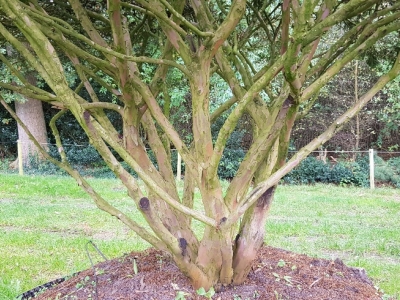 Taxus baccata 'Summergold' MRST scherm Airpot