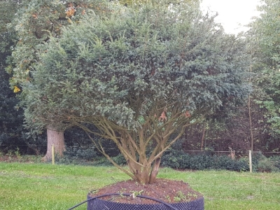 Taxus baccata Summergold MSt Umbrella 200+x200+ Airpot