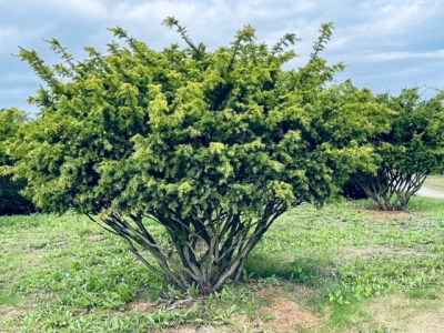 Taxus baccata 'Summergold'_MRST Scherm 200+x200+