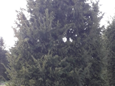 Taxus baccata vrij gegroeid 300 plus W4 links