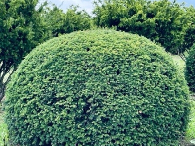 Taxus baccata_bol