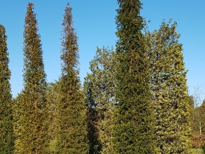 Taxus baccata Column