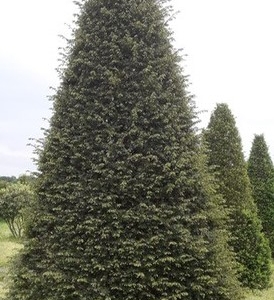 Taxus baccata Kegels