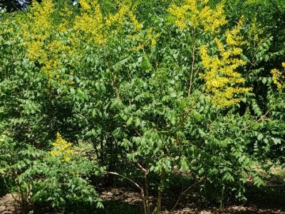 Koelreuteria paniculata MRST bloeiend
