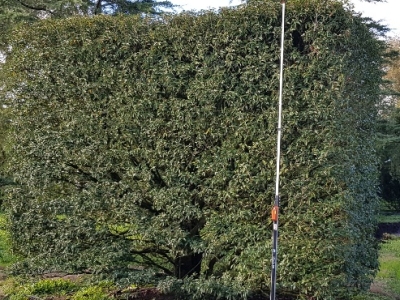 Prunus lusitanica Angustifolia Hegelement