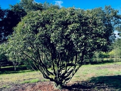Prunus lusitanica Angustifolia MRST topiary