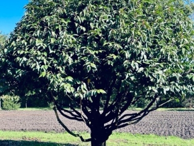 Prunus lusitanica MRST topiary