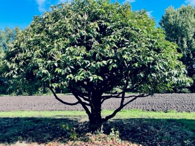 Prunus lusitanica MRST_topiary