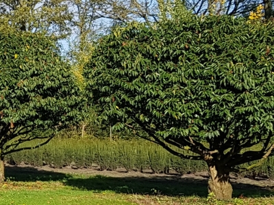 Prunus lusitanica Topiary MRST